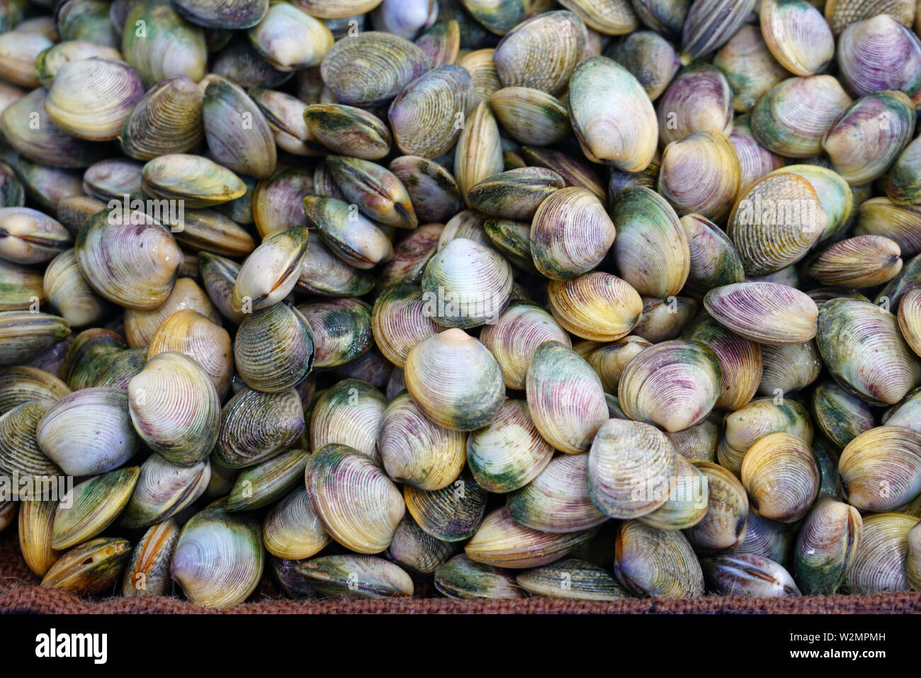 Fresh vongole shell for sale at a fish market in Sydney, Australia ...