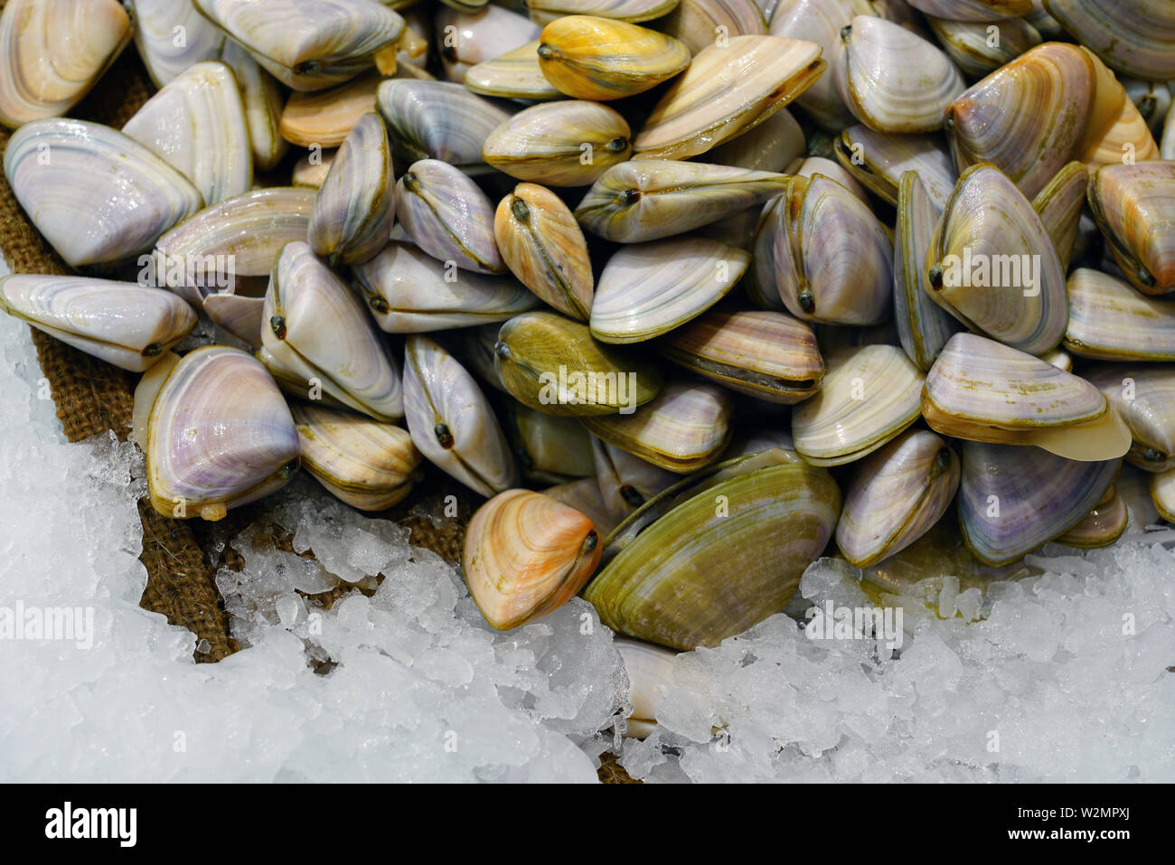 Fresh Pipi Shell Paphies Australis For Sale At A Fish Market In Sydney Australia Stock Photo Alamy