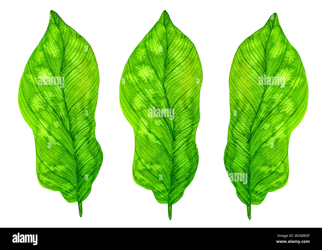 Green tropical watercolor leaves isolated on white background Stock ...