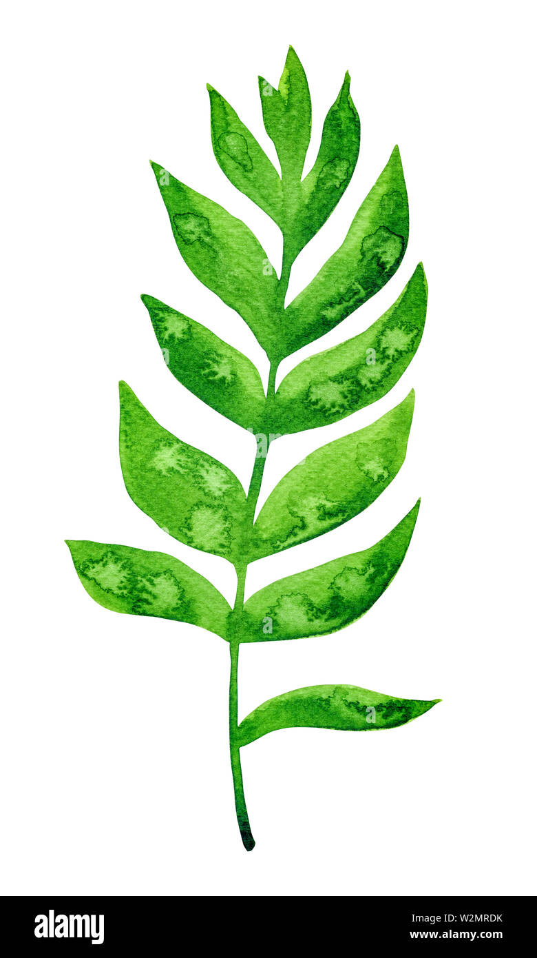 Watercolor green leaf isolated on white background Stock Photo - Alamy