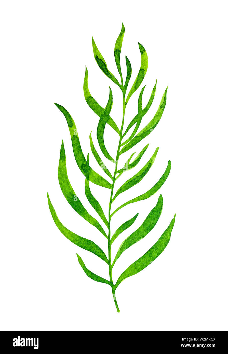 Watercolor green leaf isolated on white background Stock Photo - Alamy