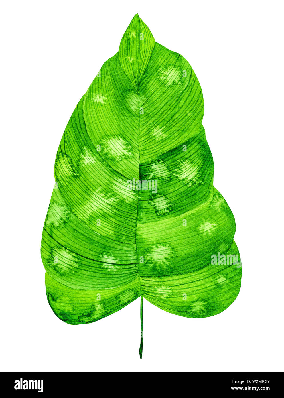 Watercolor green leaf isolated on white background Stock Photo - Alamy