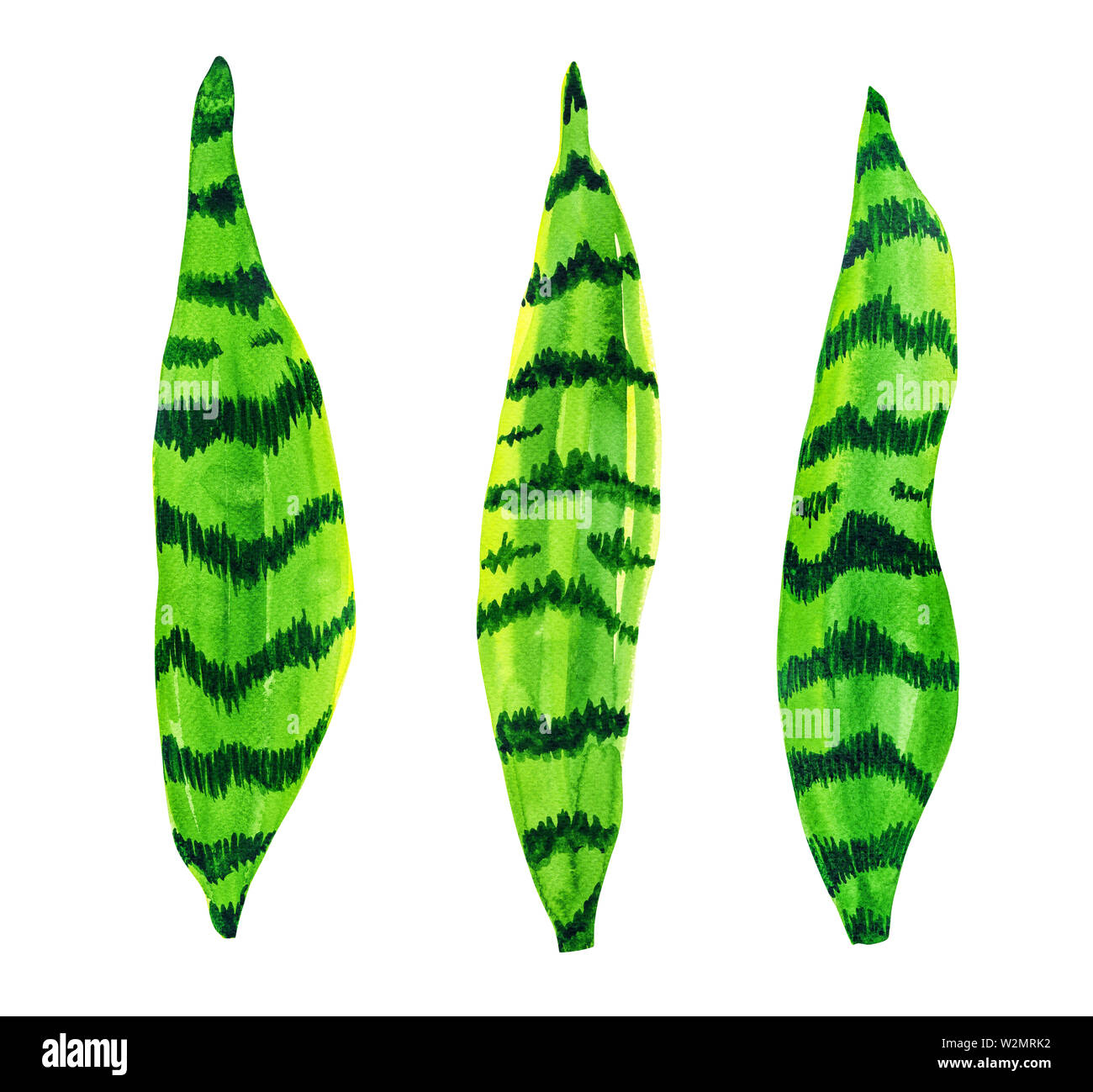 Watercolor green leaves set isolated on white background Stock Photo ...