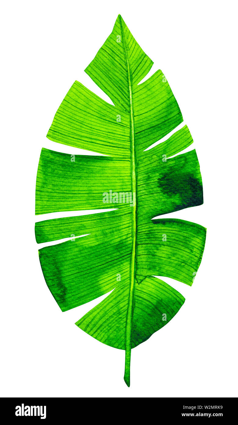 Watercolor green leaf isolated on white background Stock Photo - Alamy