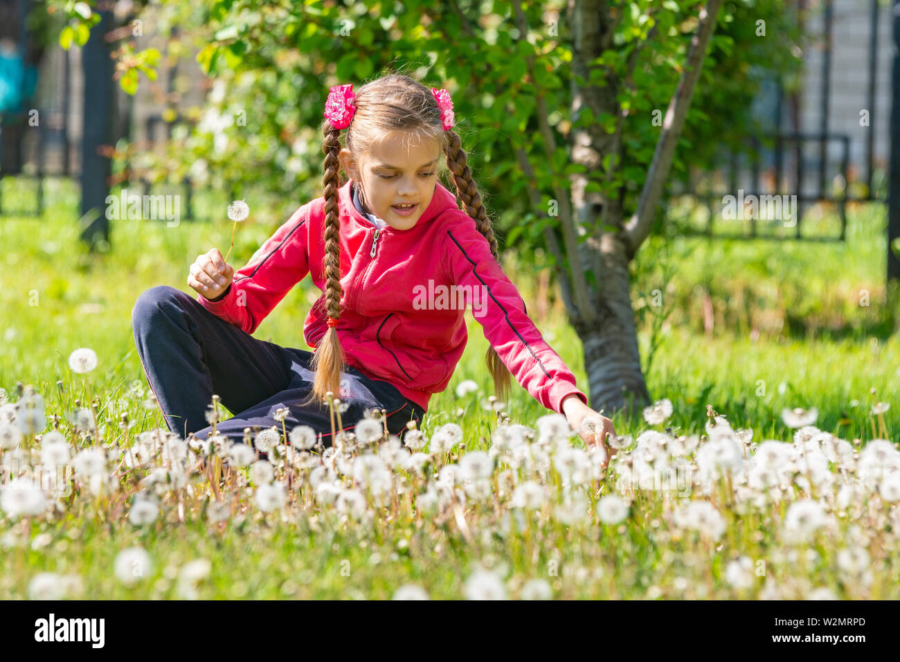 A girl of ten years collects dandelions in the park Stock Photo