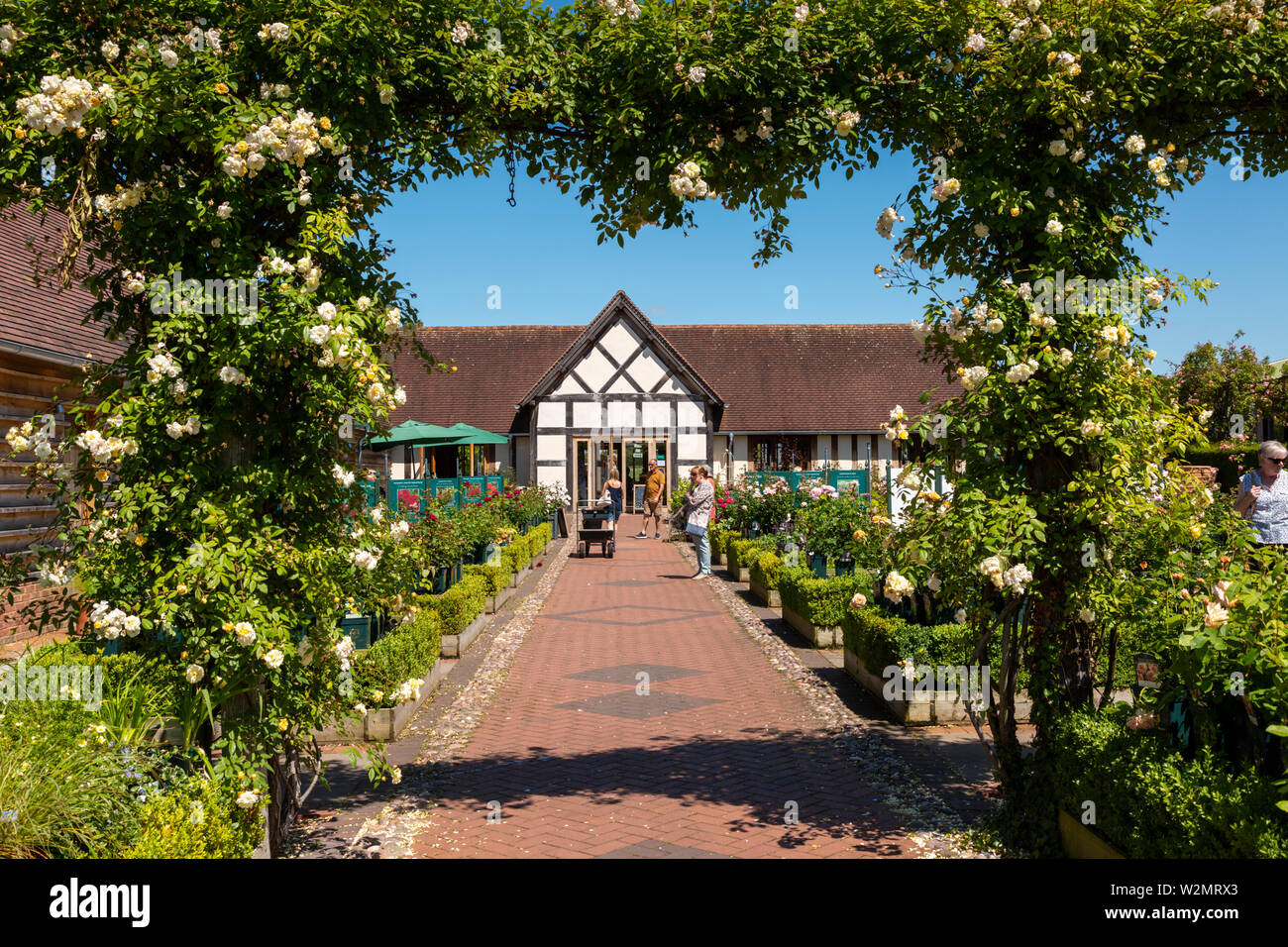David Austin Roses garden centre, UK Stock Photo Alamy