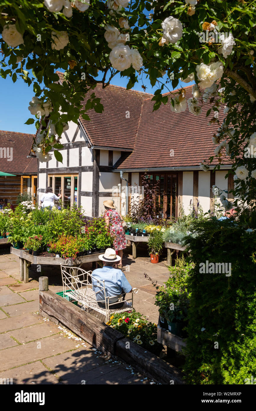 David Austin Roses garden centre, UK Stock Photo Alamy