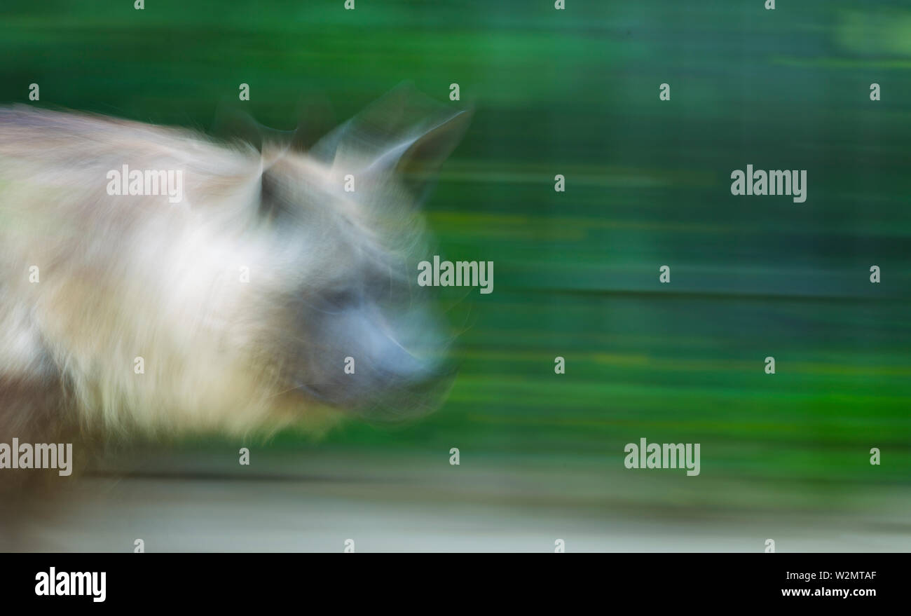 Brown hyena (Hyaena brunnea Stock Photo - Alamy