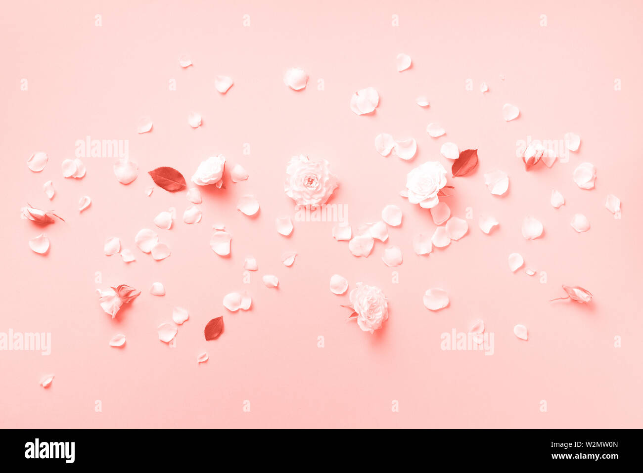 Flowers composition. White roses and floral petals on trendy coral color background. Flat lay, top view. Creative layout. Spring or summer banner with Stock Photo