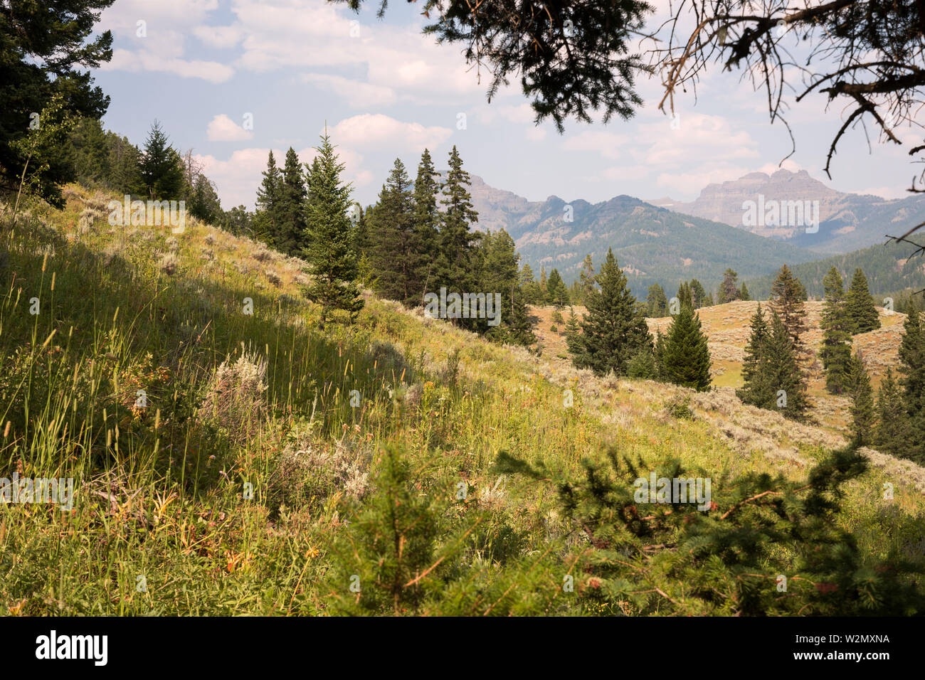 landscape and trees at Trout Lake in Lamar Valley in Yellowstone