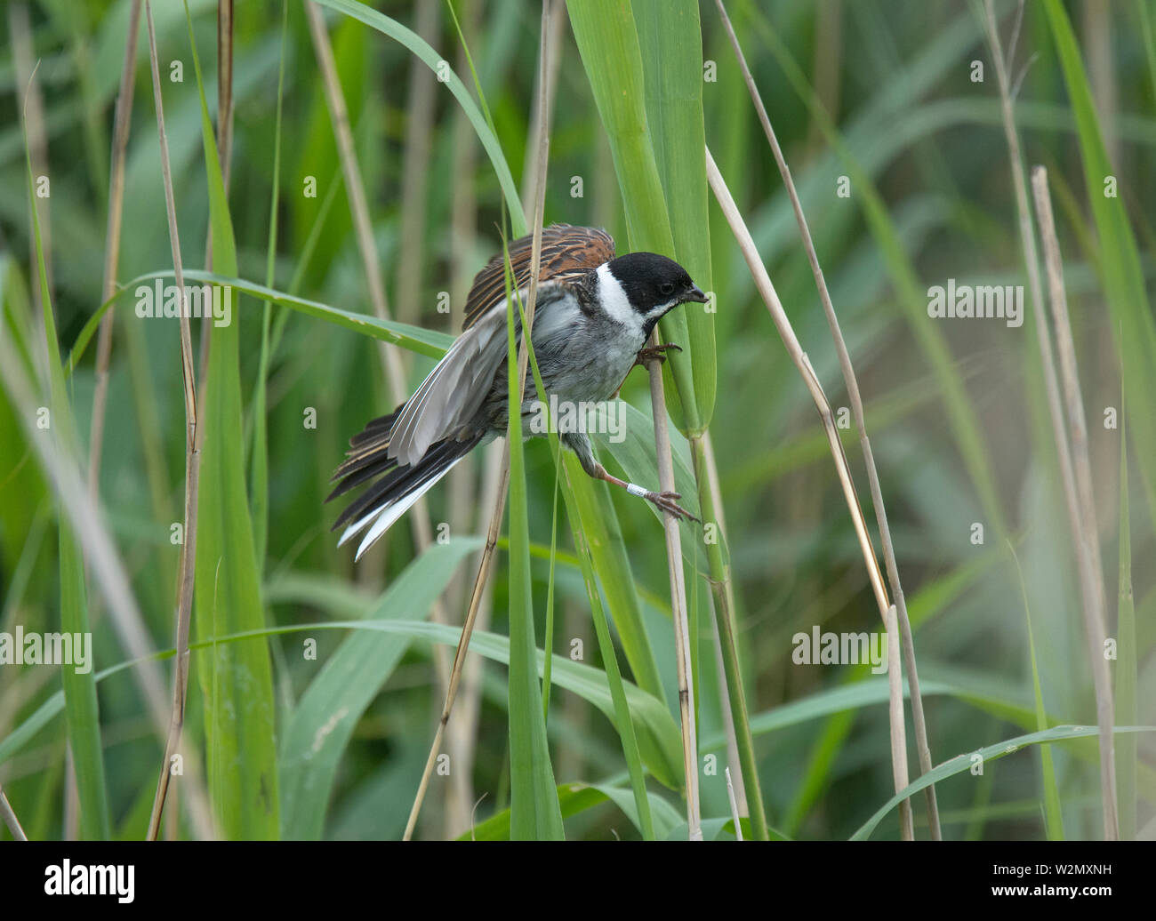 Close up in reedbed hires stock photography and images Alamy