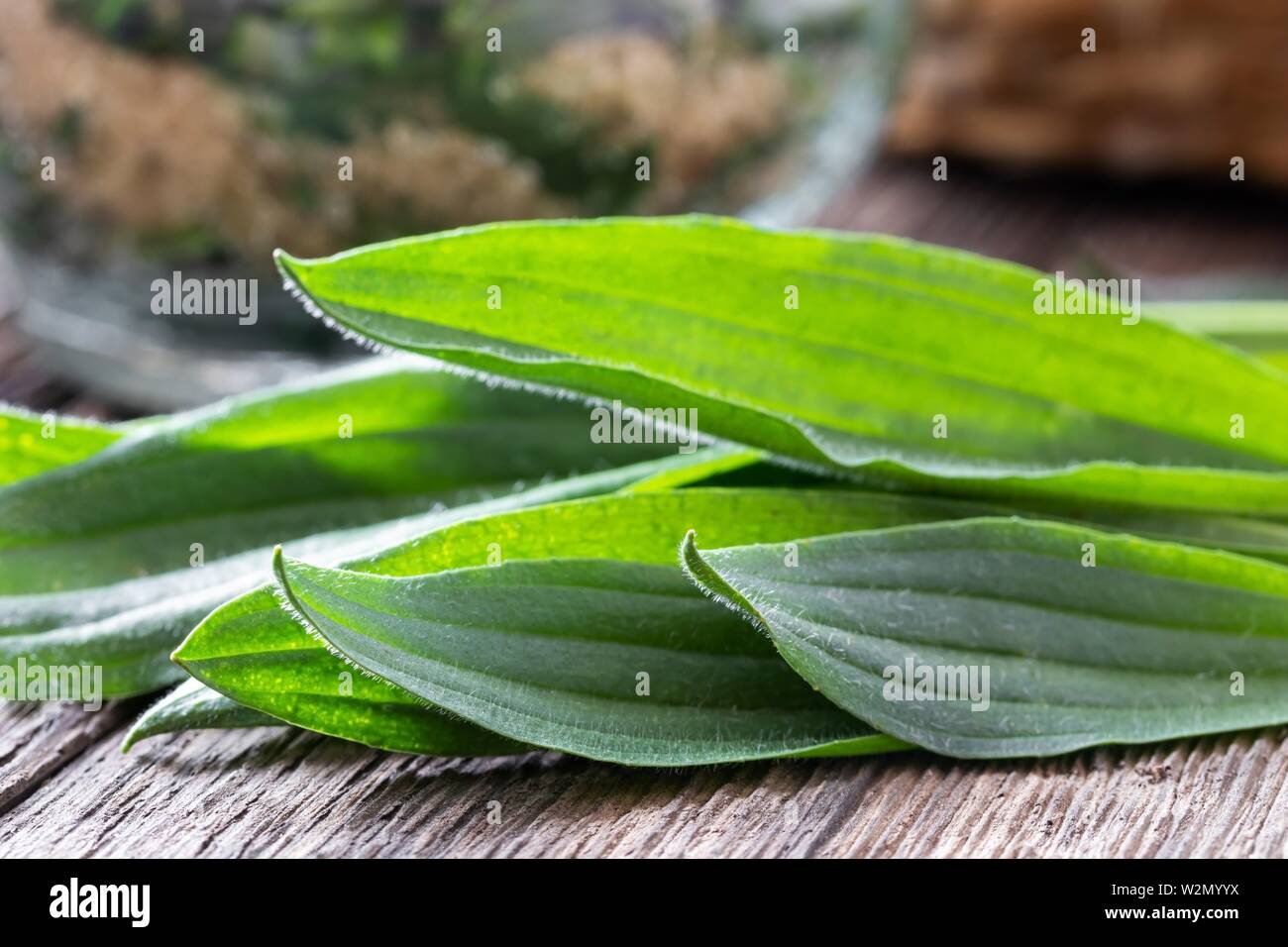 Leaves on a table hires stock photography and images Alamy