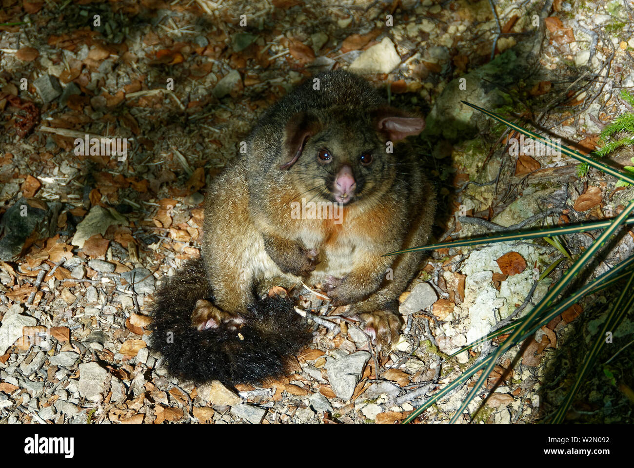 A brush tailed possum sits on a track in New Zealand, it has probably been poisoned Stock Photo