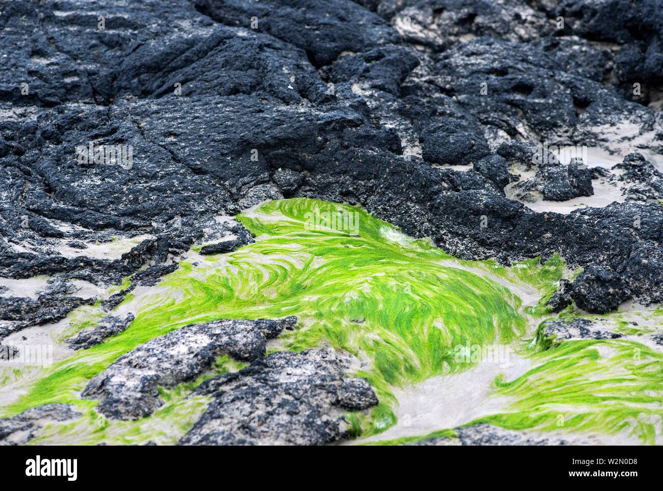 Black Pahoehoe lava textures contrasting with green sea weed, Isabela Island, Galapagos Islands, Ecuador. Stock Photo