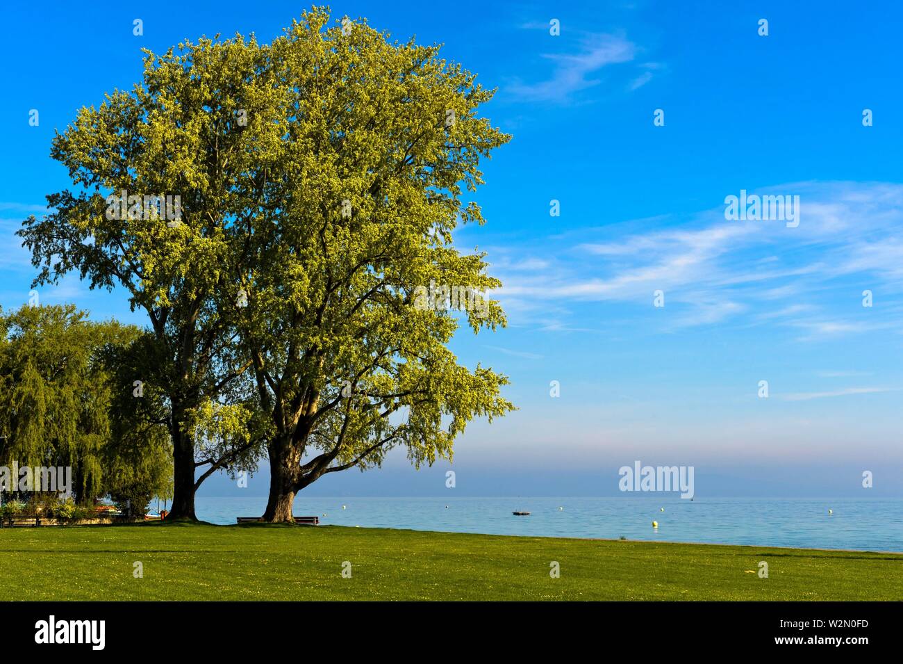 Park with tree at Lake Constance, Arbom , Switzerland. Stock Photo