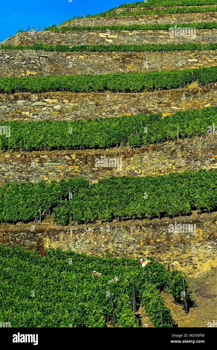 Terraced vineyard on dry stone walls on a steep slope, vineyard Hell Valley, Vale do Inferno, Quinta de la Rosa Winery, Pinhao, Douro Valley, Stock Photo