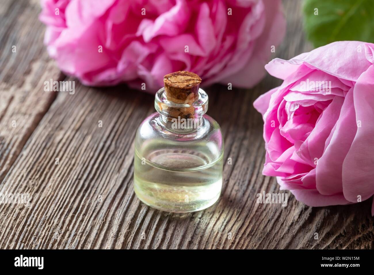 A bottle of essential oil with fresh cabbage roses Stock Photo Alamy