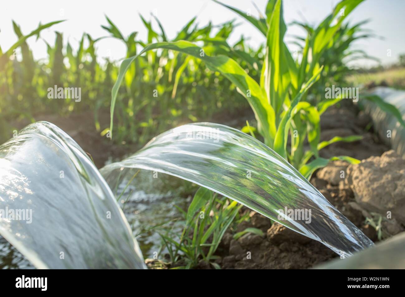 Flexible irrigation tubing system for row-cropped, leveled-to-grade farmland. Extremadura, Spain. Stock Photo