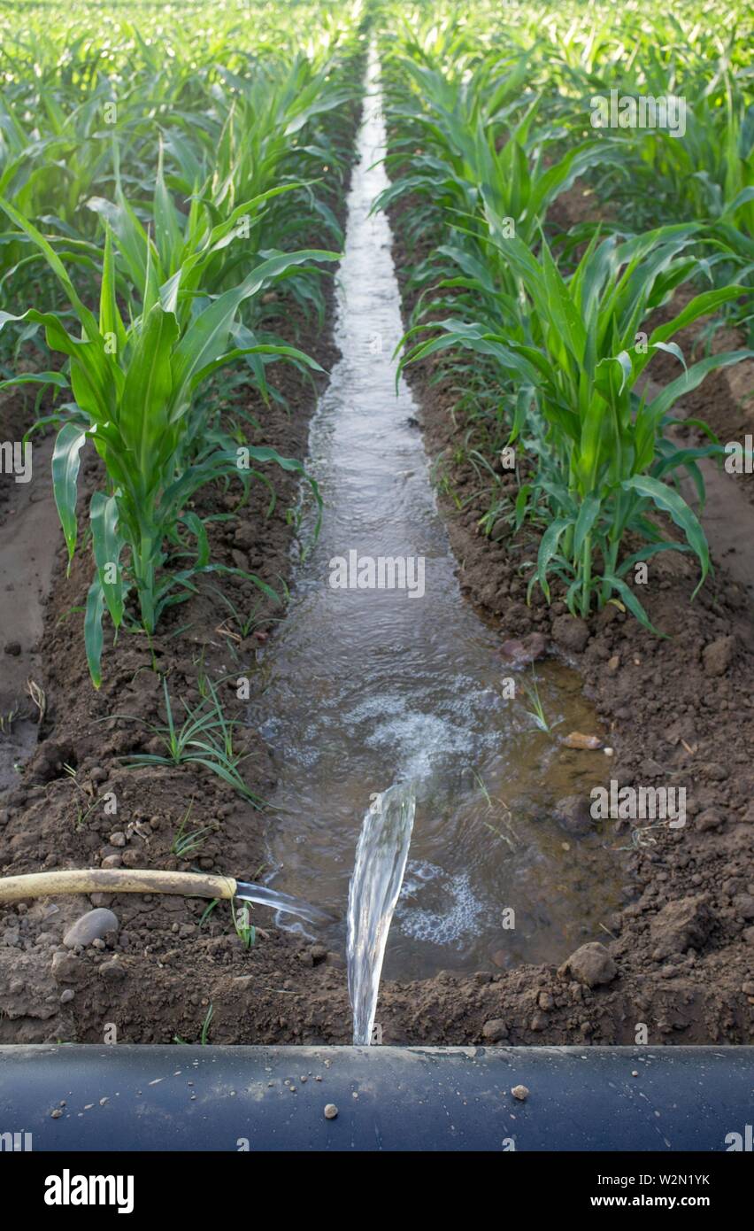 Flexible irrigation tubing system for row-cropped, leveled-to-grade farmland. Extremadura, Spain. Stock Photo