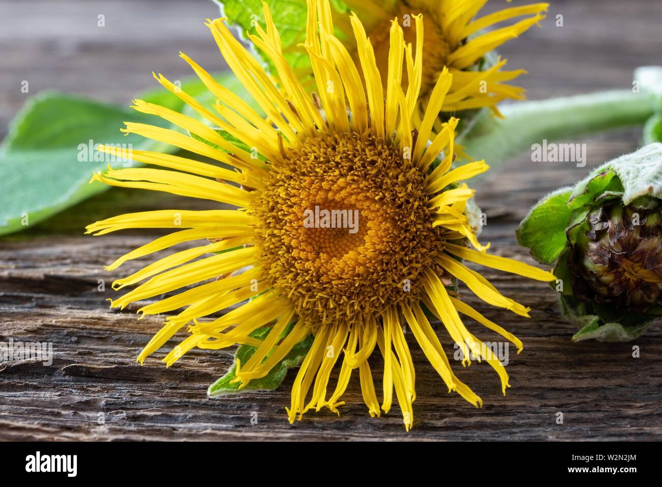 Fresh blooming elecampane, or Inula helenium plant on a table. Stock Photo