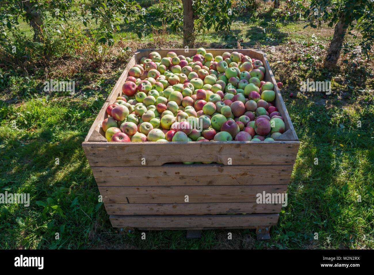 Wooden bin full of redgreen apples. Crate of fresh apples for