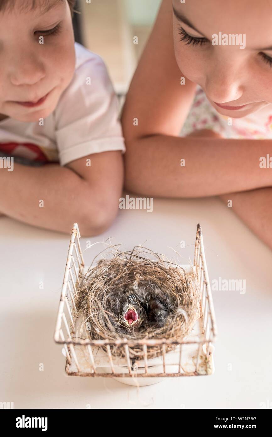 Little brothers observing nest with two chicks of goldfinch. Curiosity and Wonder concept for children. Stock Photo