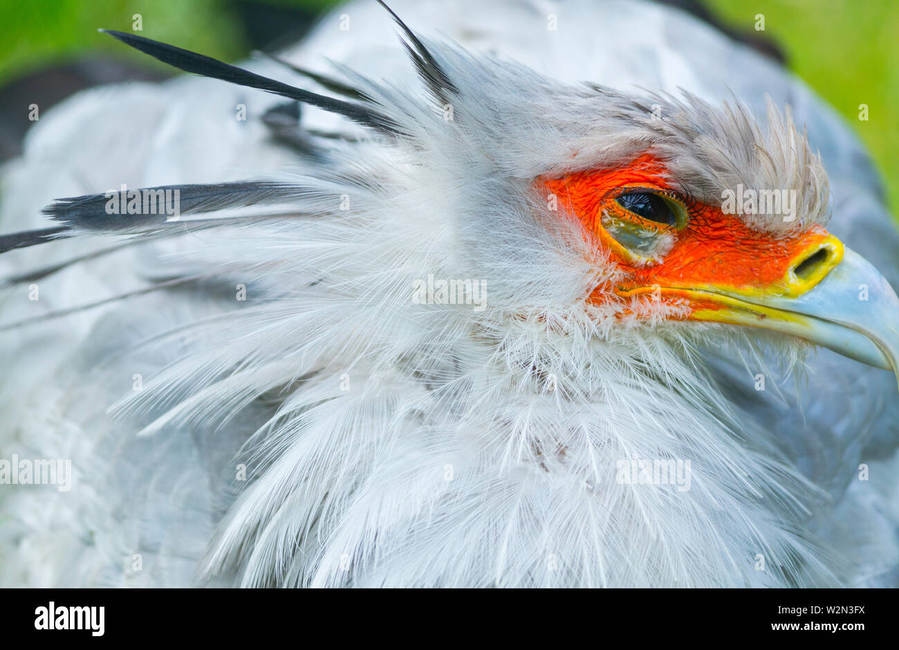 Secretarybird or Secretary Bird (Sagittarius serpentarius Stock Photo ...