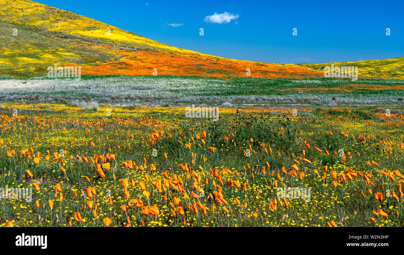 The hills and plains covered in wildflowers of the 2019 Superbloom in
