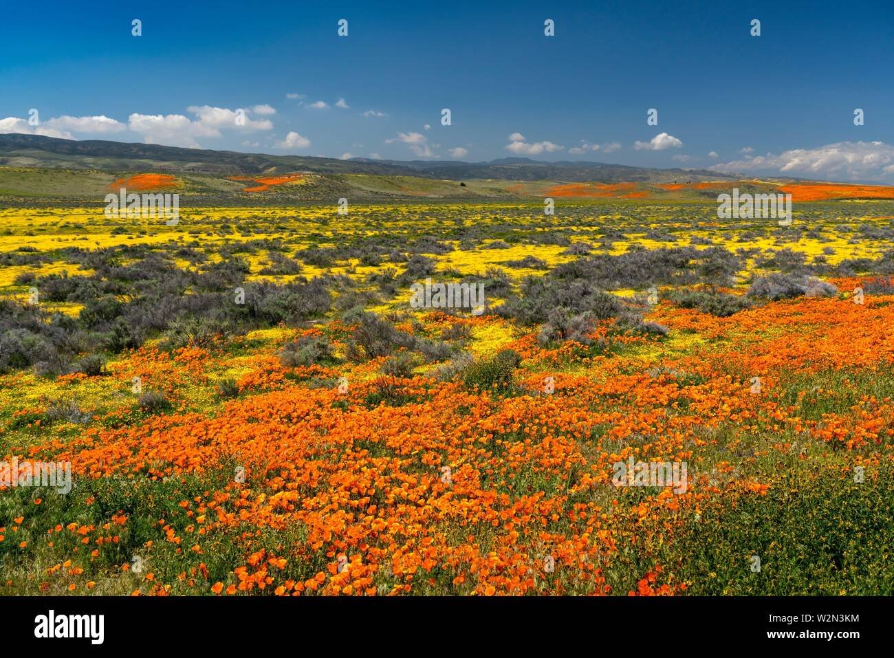 The hills and plains covered in wildflowers of the 2019 Superbloom in