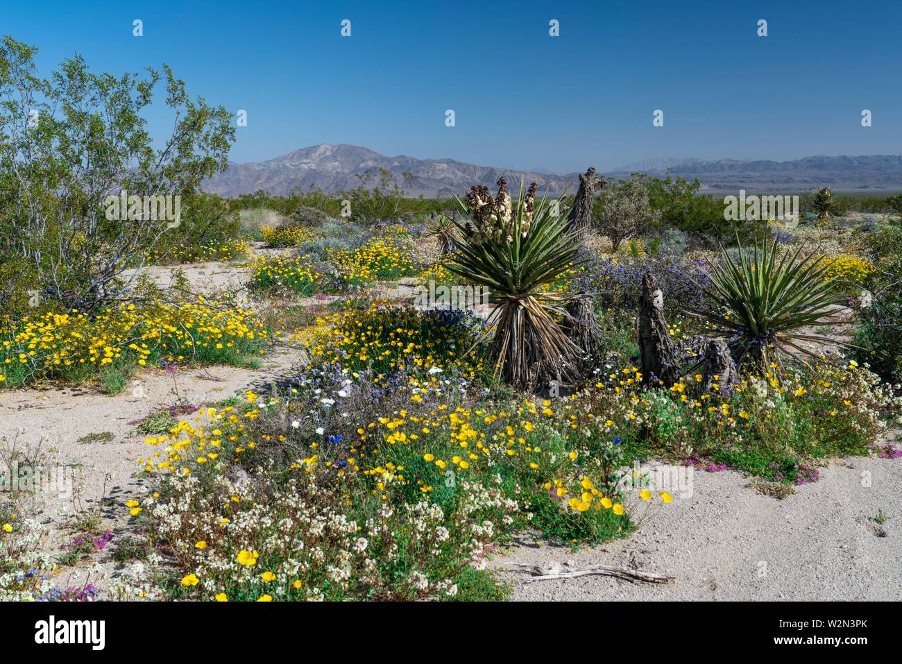 flowers joshua tree ca