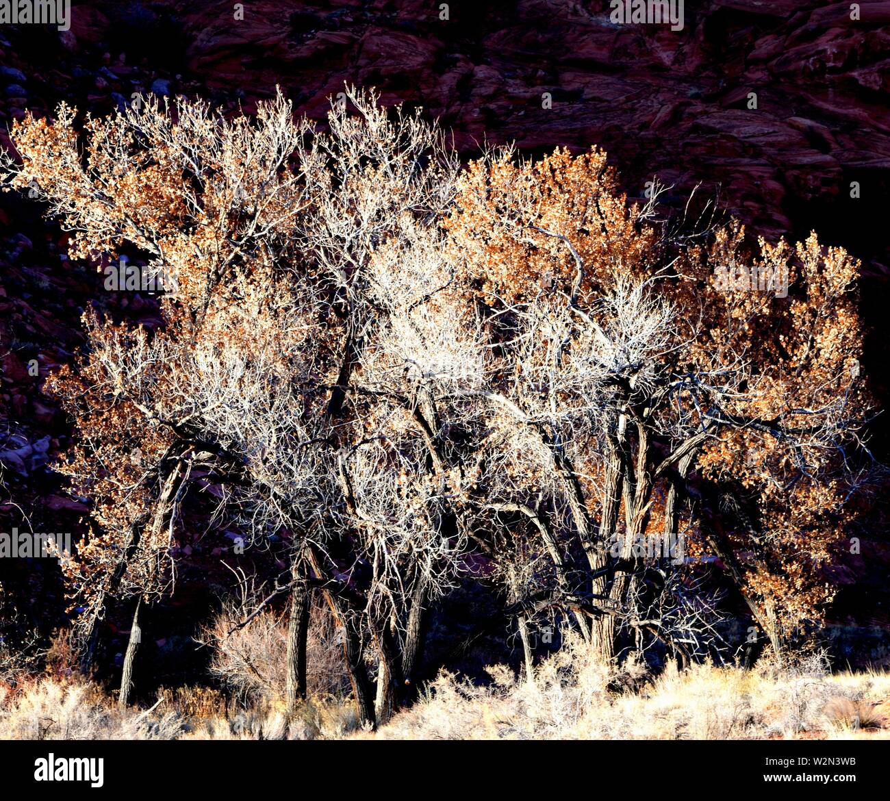 Cottonwood Trees, Moab, Utah Stock Photo Alamy