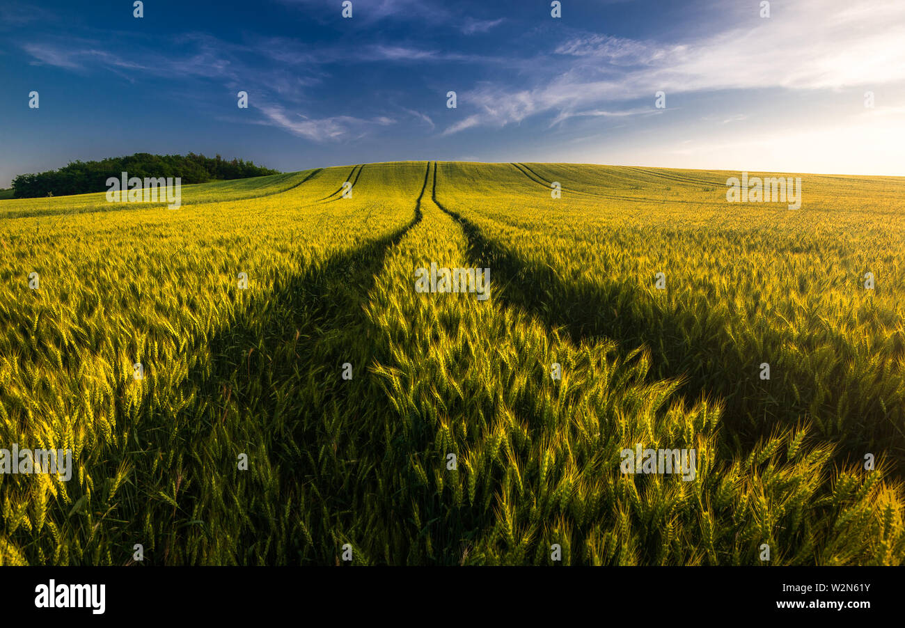 Wheat field landscape with path and blue sky in the summer, Hungary Stock Photo