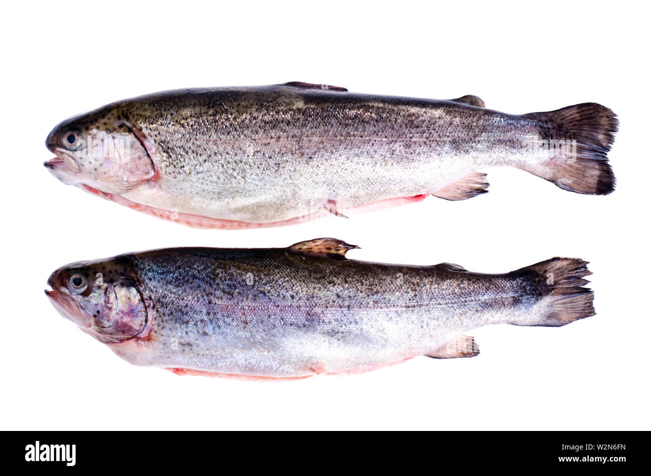 Gutted rainbow trout, isolated on white Stock Photo