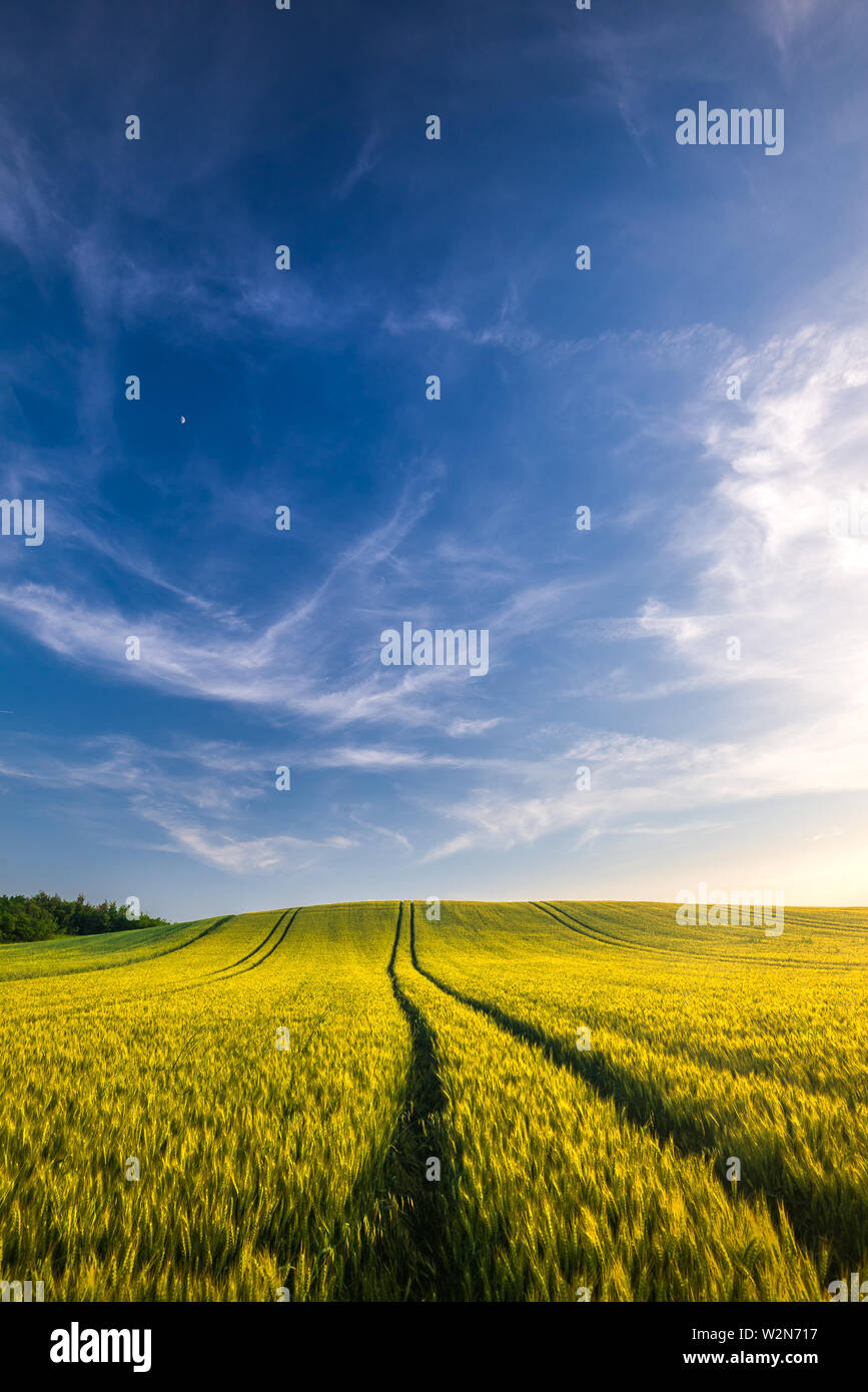 Wheat field landscape with path and blue sky in the summer, Hungary Stock Photo