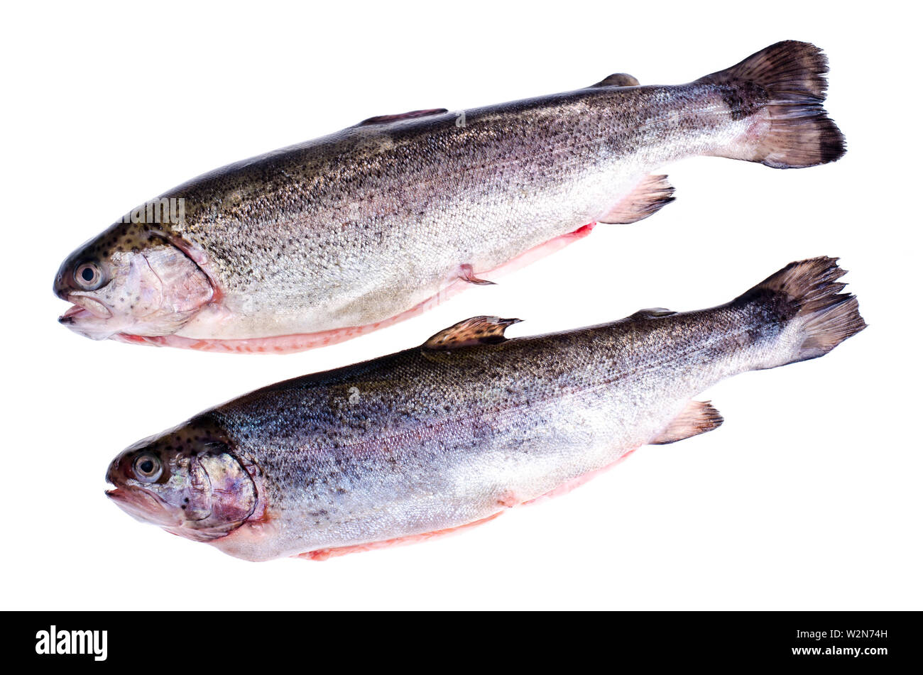 Gutted rainbow trout, isolated on white Stock Photo