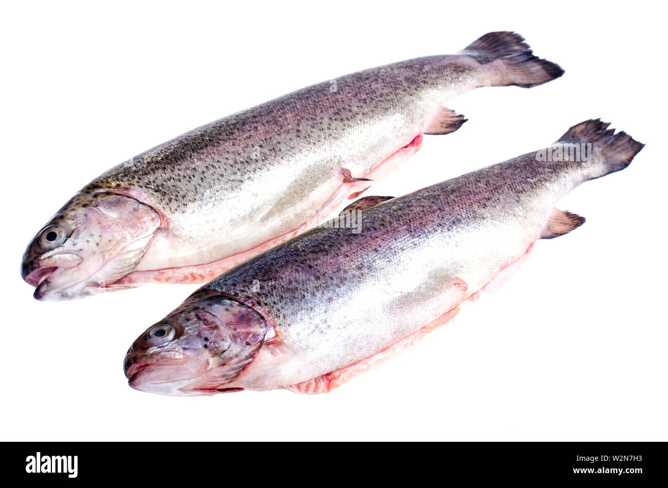 Gutted rainbow trout, isolated on white Stock Photo