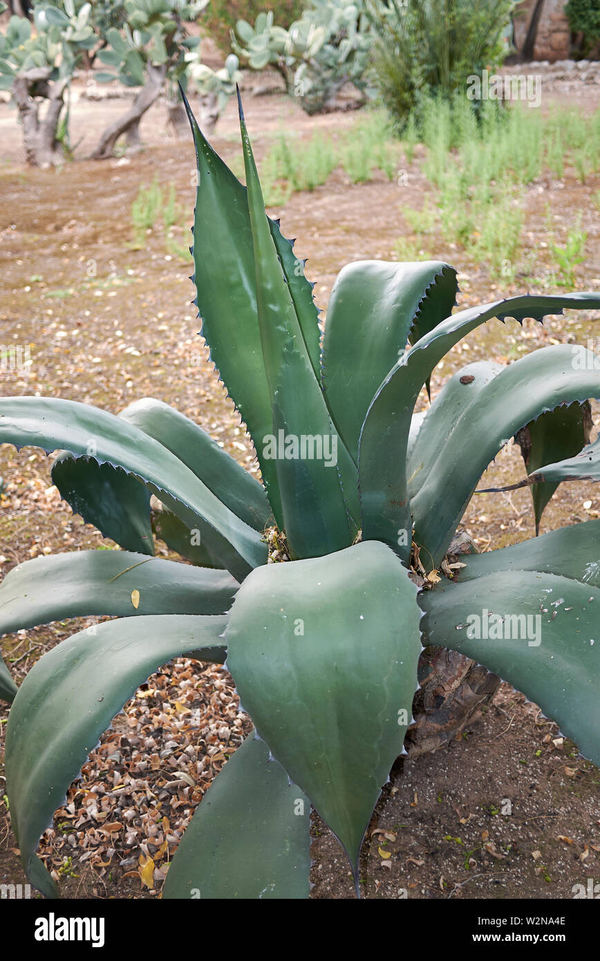 Agave salmiana plants in an ornamental  garden Stock Photo