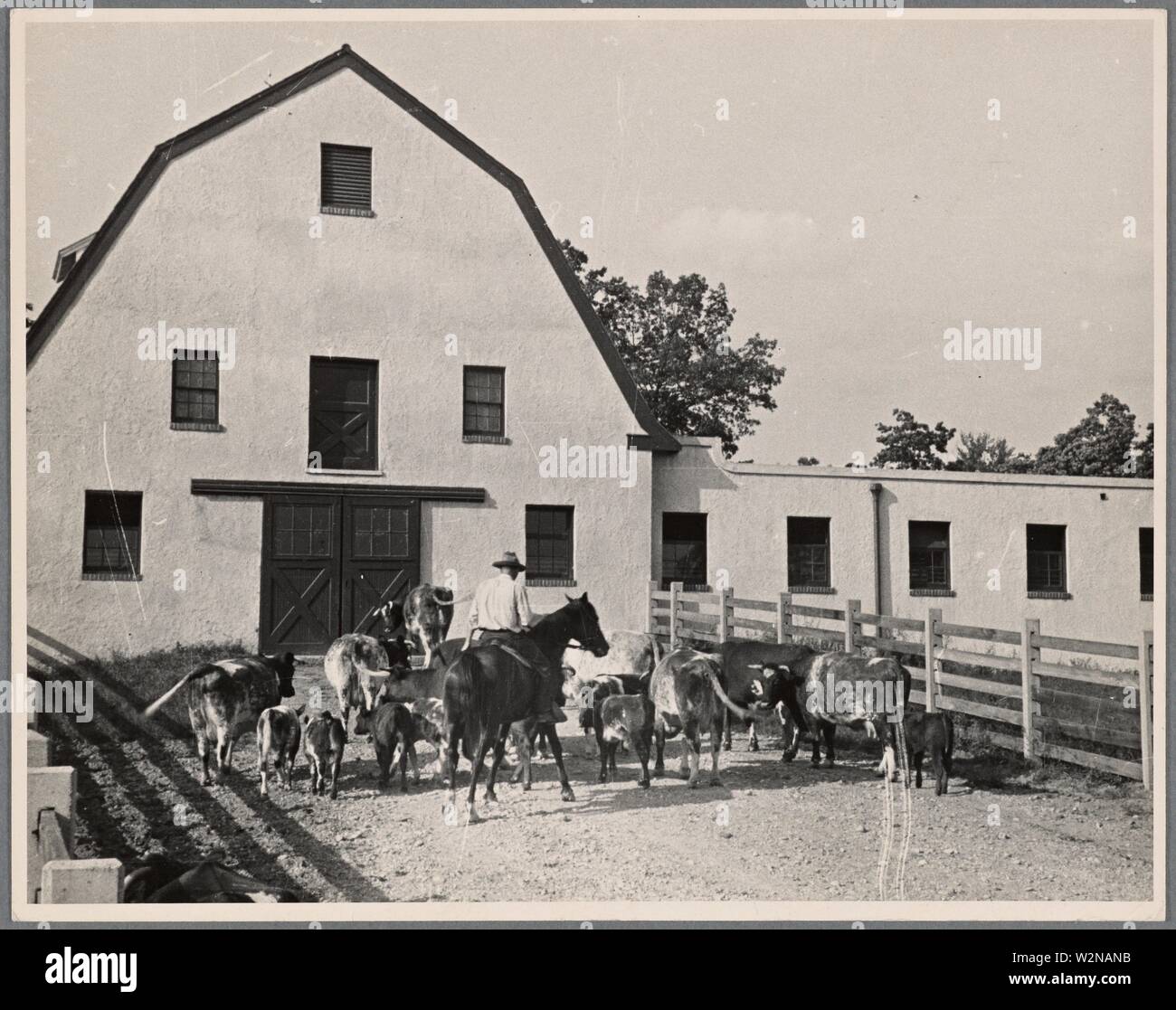 Corralling cattle. Prince County. Beltsville, Maryland. United States. Farm Security