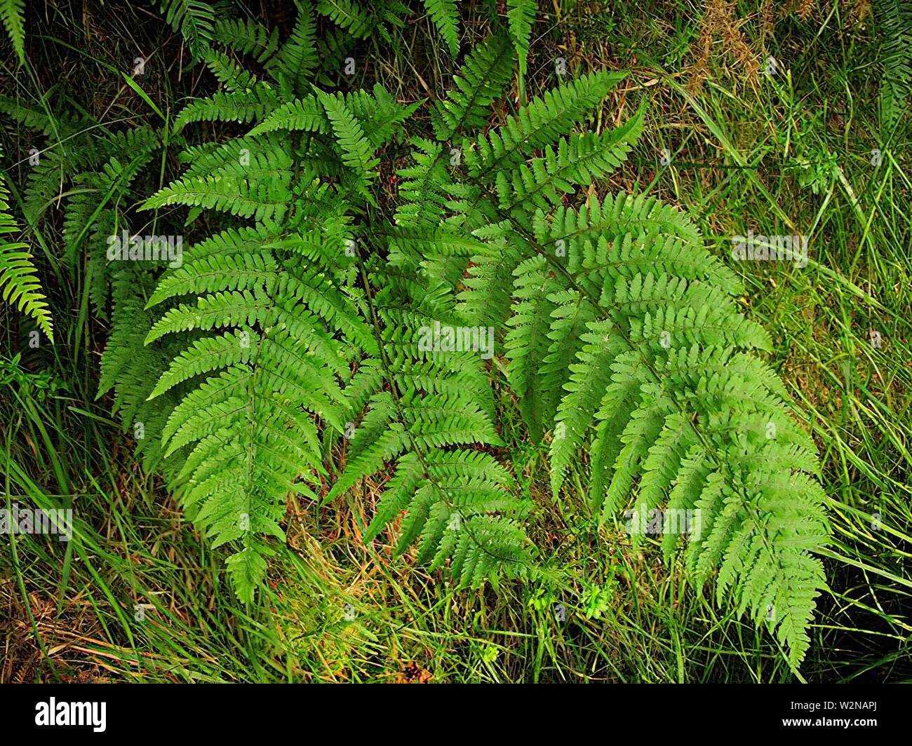 Wood fern (Dryopteris corleyi) Stock Photo