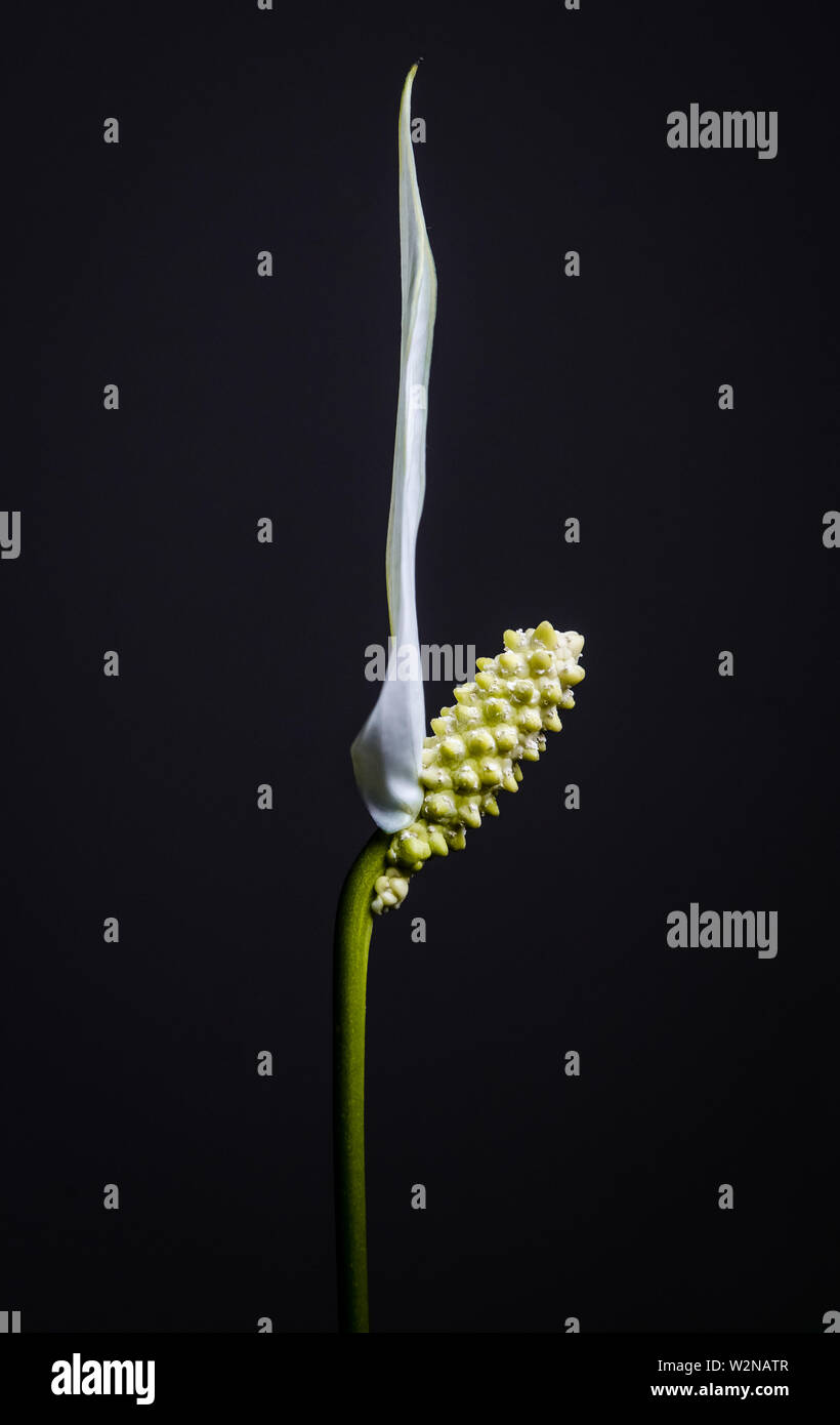 Spathiphyllum, Japanese Peace Lily flower against dark grey background Stock Photo