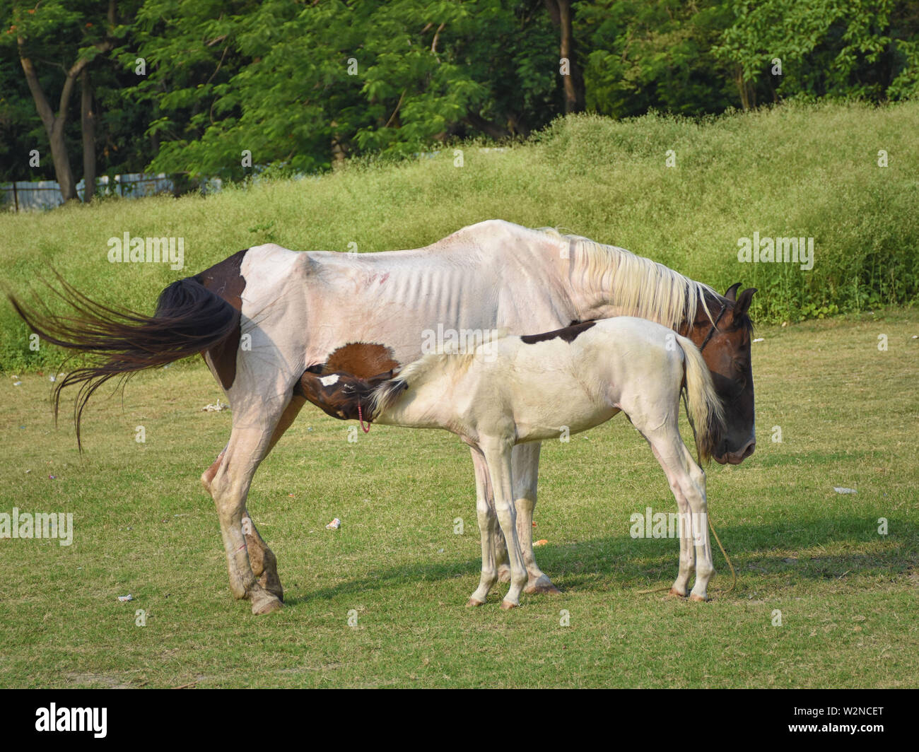 Mother Horse Feeding her Foal, Baby in Countryside, Farming Stock Photo