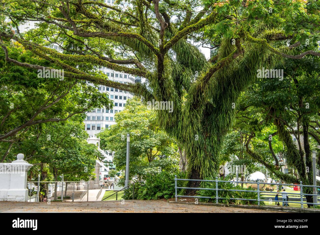 Trees in Singapore, Asia Stock Photo