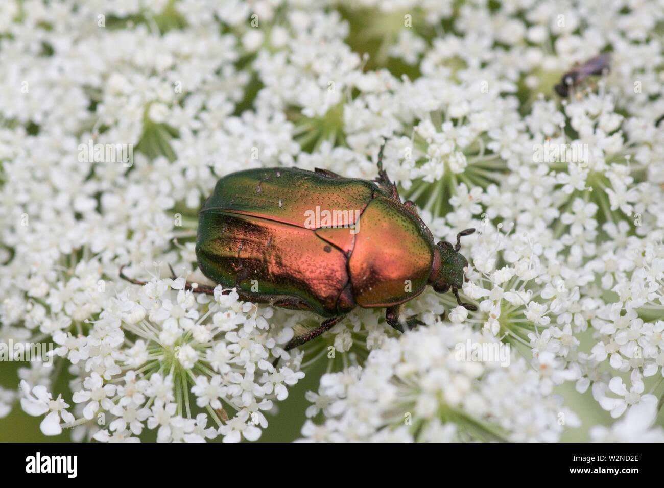 Rose Chafer, Cetonia aurata. Brilliant emerald green cockchafer with