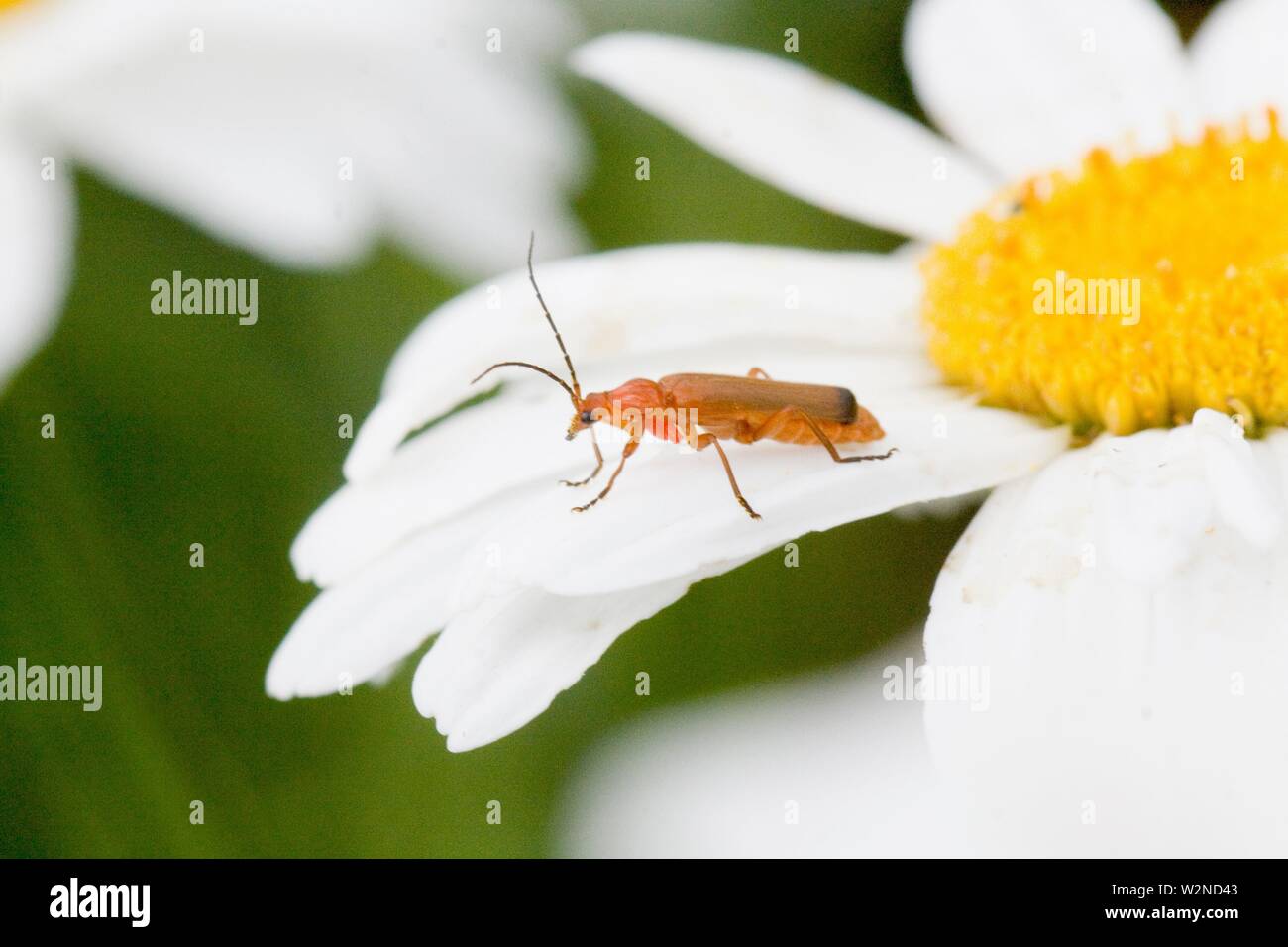 Common Red Soldier Beetle, Rhagonycha fulva. slender red soldier beetle