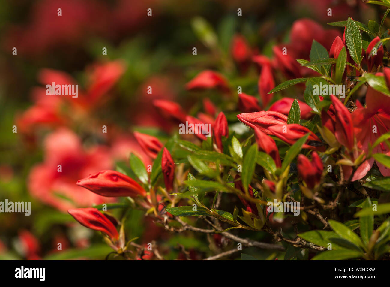 Green shrub small leaves hi-res stock photography and images - Alamy