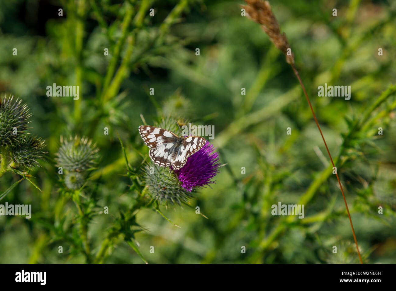 Dorsal view of female Melanargia galathea, the marbled white butterfly, family Nymphalidae, on a purple milk thistle flower head in Surrey, SE England Stock Photo