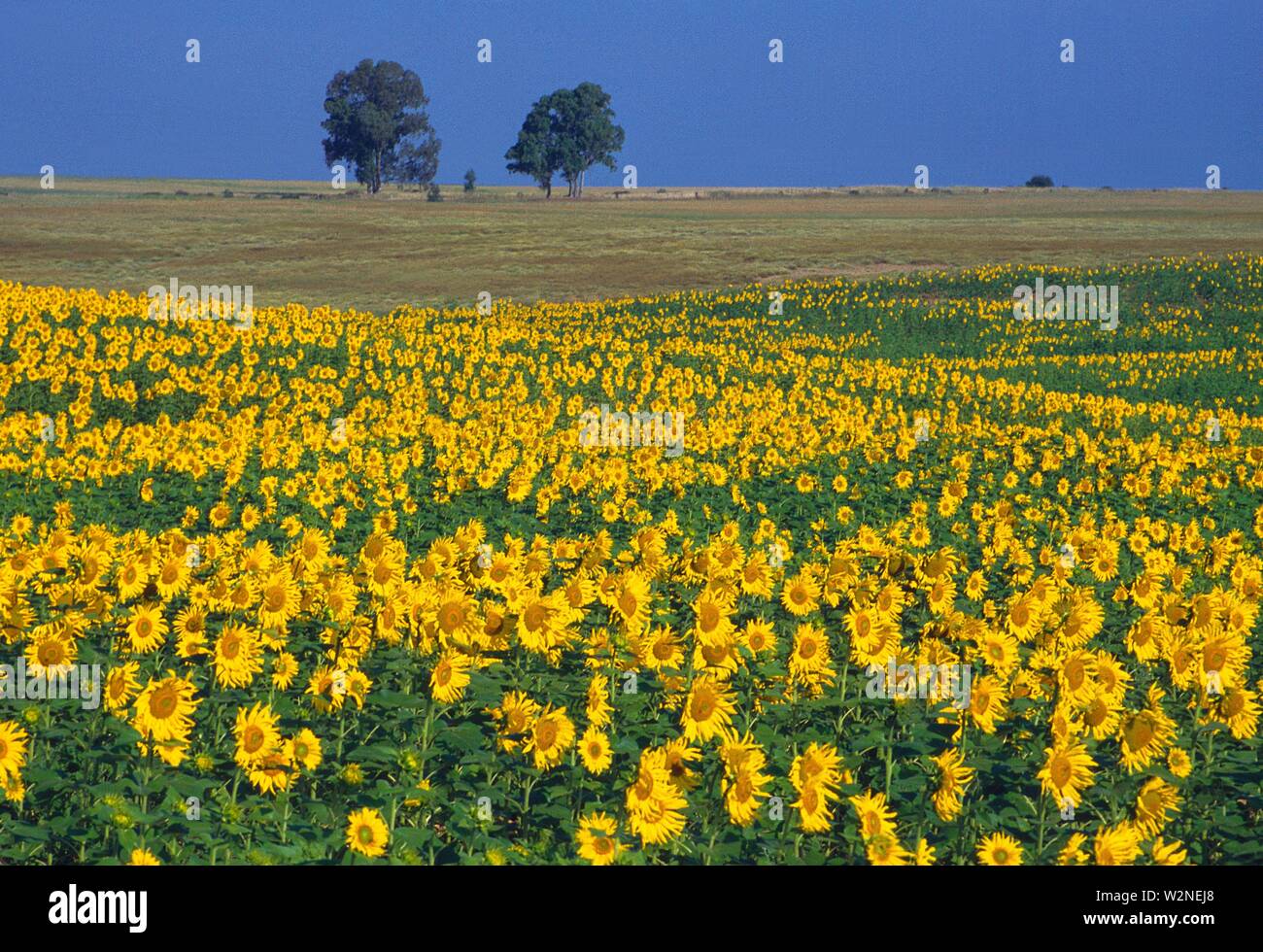 Sunflower field. Sevilla, Spain Stock Photo Alamy