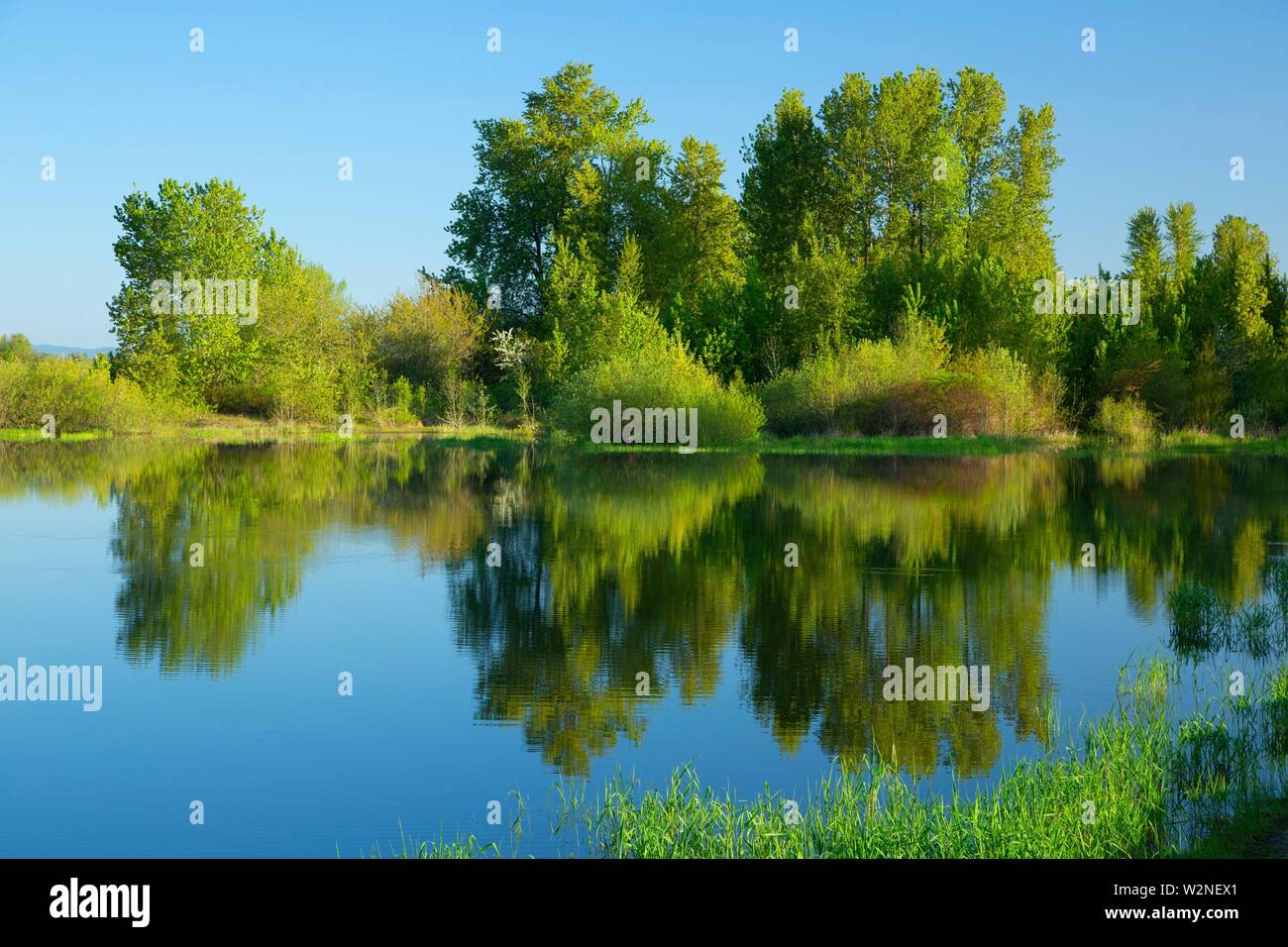 Fishing pond, EE Wilson Wildlife Area, Oregon Stock Photo Alamy