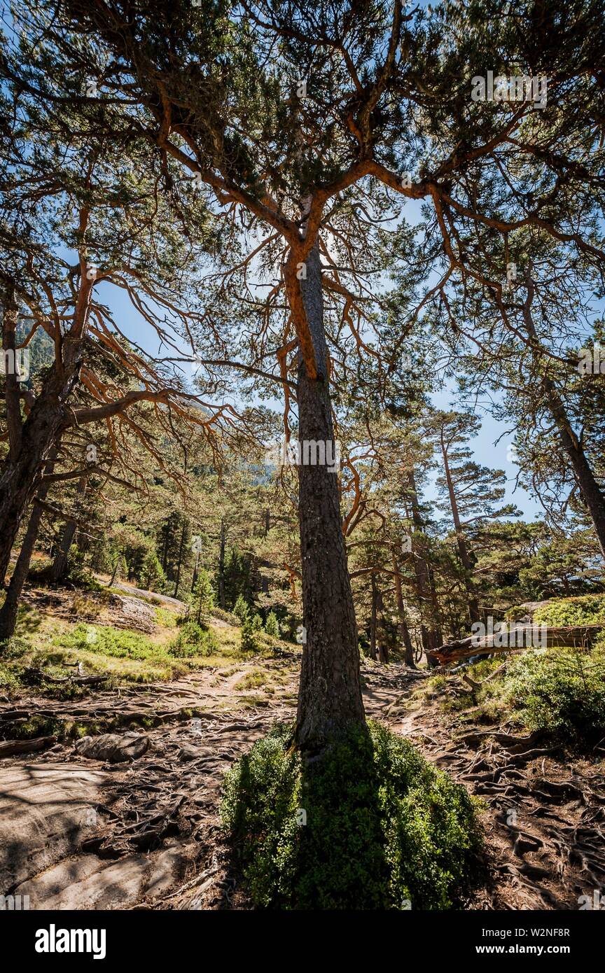 Scot pine in Pyrenees national Park (Hautes-Pyrénées Department, Nouvelle-Aquitaine Region, France) Stock Photo