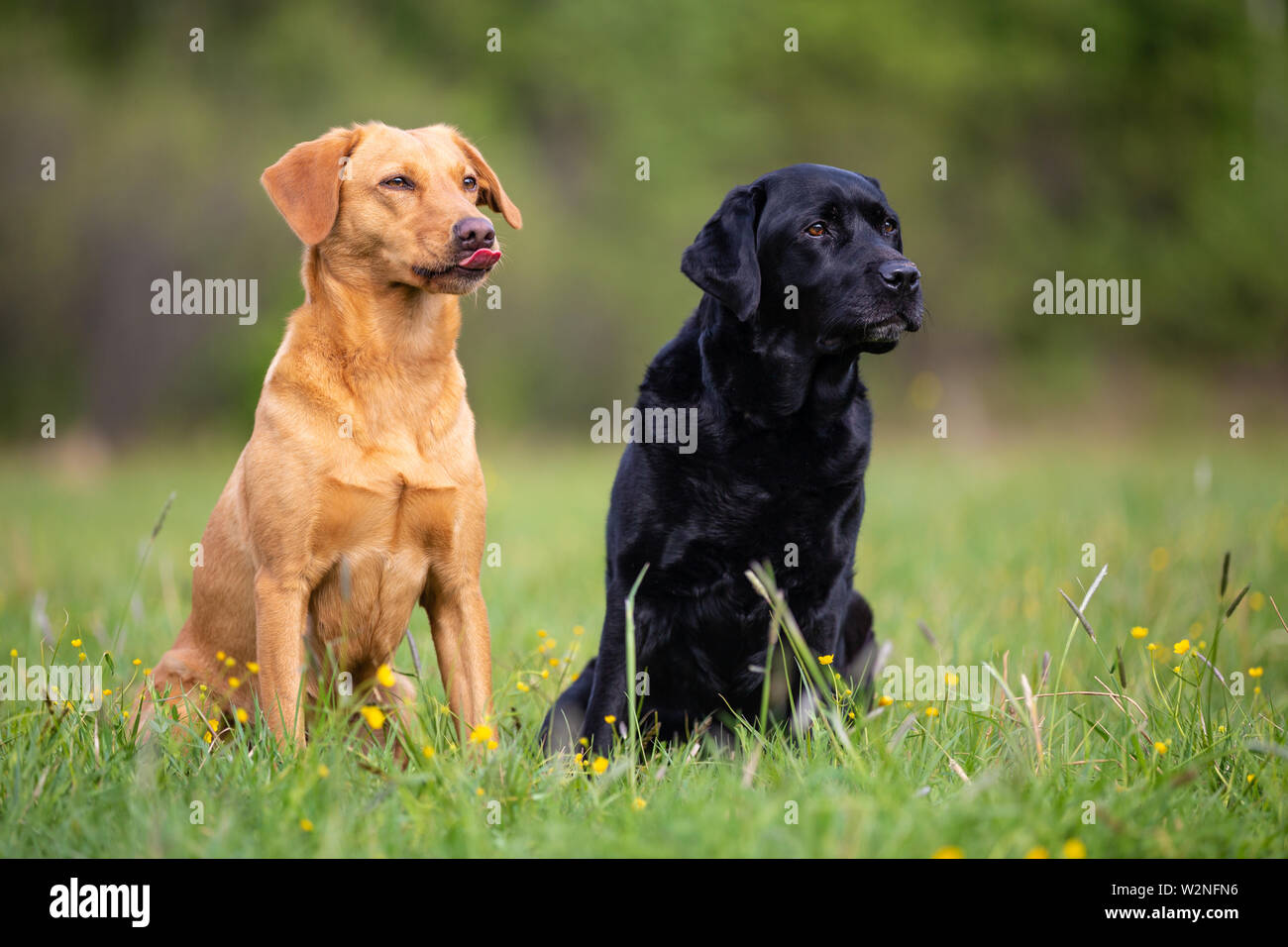 Two Labrador retriever dogs, yellow and black Stock Photo